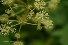 Aralia cachemirica